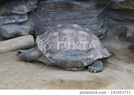 Galapagos tortoises sleeping in the sunlight Galapagos tortoises sleeping in the sunlight 142953751