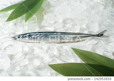 冰面上的一隻秋刀魚 冰面上的一隻秋刀魚 142953858