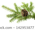 spruce branch with cones 142953877