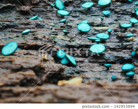 雨後腐木上的一朵小菇(20260914120132) 雨後腐木上的一朵小菇(20260914120132) 142953894