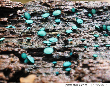雨後腐木上的一朵小菇(20260914120723) 雨後腐木上的一朵小菇(20260914120723) 142953896