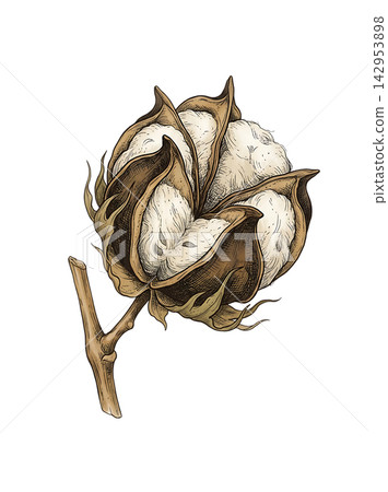 Hand Drawn Cotton Branch with Mature White Cotton and Developing Bolls Isolated on Transparent Background Hand Drawn Cotton Branch with Mature White Cotton and Developing Bolls Isolated on Transparent Background 142953898