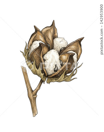 Hand Drawn Cotton Branch with Mature White Cotton and Developing Bolls Isolated on Transparent Background 142953900