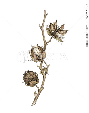 Hand Drawn Cotton Branch with Mature White Cotton and Developing Bolls Isolated on Transparent Background Hand Drawn Cotton Branch with Mature White Cotton and Developing Bolls Isolated on Transparent Background 142953902