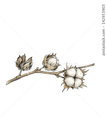 Hand Drawn Cotton Branch with Mature White Cotton and Developing Bolls Isolated on Transparent Background 142953903