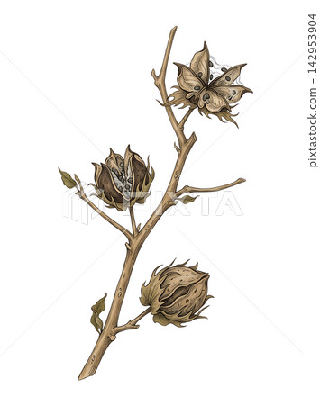 Hand Drawn Cotton Branch with Mature White Cotton and Developing Bolls Isolated on Transparent Background Hand Drawn Cotton Branch with Mature White Cotton and Developing Bolls Isolated on Transparent Background 142953904