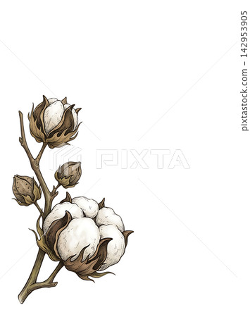 Hand Drawn Cotton Branch with Mature White Cotton and Developing Bolls Isolated on Transparent Background Hand Drawn Cotton Branch with Mature White Cotton and Developing Bolls Isolated on Transparent Background 142953905