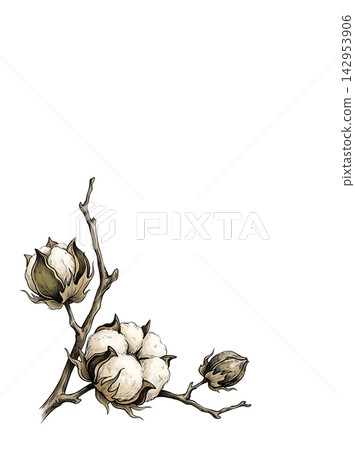 Hand Drawn Cotton Branch with Mature White Cotton and Developing Bolls Isolated on Transparent Background Hand Drawn Cotton Branch with Mature White Cotton and Developing Bolls Isolated on Transparent Background 142953906