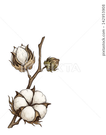 Hand Drawn Cotton Branch with Mature White Cotton and Developing Bolls Isolated on Transparent Background Hand Drawn Cotton Branch with Mature White Cotton and Developing Bolls Isolated on Transparent Background 142953908