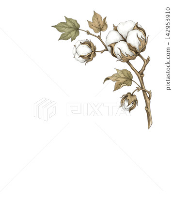 Hand Drawn Cotton Branch with Mature White Cotton and Developing Bolls Isolated on Transparent Background 142953910
