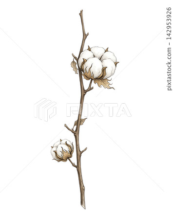 Hand Drawn Cotton Branch with Mature White Cotton and Developing Bolls Isolated on Transparent Background Hand Drawn Cotton Branch with Mature White Cotton and Developing Bolls Isolated on Transparent Background 142953926