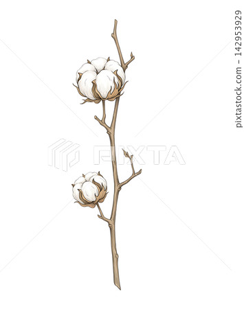 Hand Drawn Cotton Branch with Mature White Cotton and Developing Bolls Isolated on Transparent Background Hand Drawn Cotton Branch with Mature White Cotton and Developing Bolls Isolated on Transparent Background 142953929