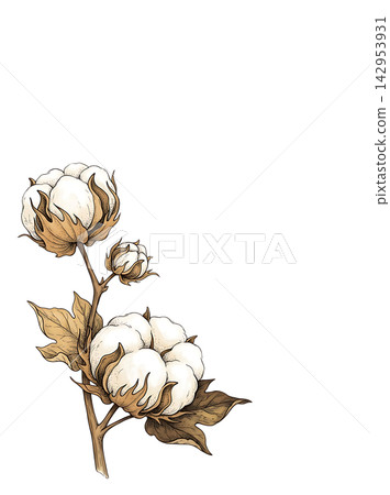Hand Drawn Cotton Branch with Mature White Cotton and Developing Bolls Isolated on Transparent Background Hand Drawn Cotton Branch with Mature White Cotton and Developing Bolls Isolated on Transparent Background 142953931
