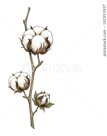 Hand Drawn Cotton Branch with Mature White Cotton and Developing Bolls Isolated on Transparent Background Hand Drawn Cotton Branch with Mature White Cotton and Developing Bolls Isolated on Transparent Background 142953937
