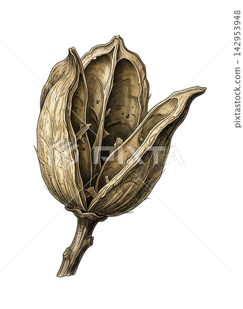 Hand Drawn Cotton Branch with Mature White Cotton and Developing Bolls Isolated on Transparent Background Hand Drawn Cotton Branch with Mature White Cotton and Developing Bolls Isolated on Transparent Background 142953948