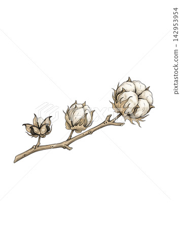 Hand Drawn Cotton Branch with Mature White Cotton and Developing Bolls Isolated on Transparent Background Hand Drawn Cotton Branch with Mature White Cotton and Developing Bolls Isolated on Transparent Background 142953954