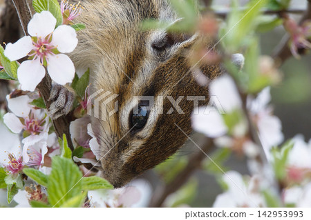 Chipmunk eating Prunus tomentosa flowers Chipmunk eating Prunus tomentosa flowers 142953993
