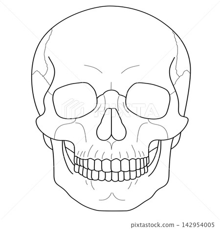 Human skull bone anatomy head skeleton medical diagram halloween spooky structure sticker print visual graphic clipart artwork design icon element illustration Human skull bone anatomy head skeleton medical diagram halloween spooky structure sticker print visual graphic clipart artwork design icon element illustration 142954005