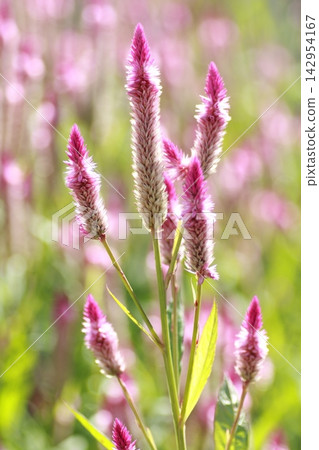 Celosia, a colorful flower belonging to the cockscomb family, blooms from summer to late autumn. Celosia, a colorful flower belonging to the cockscomb family, blooms from summer to late autumn. 142954167