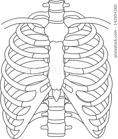 Human rib cage spine skeletal anatomy chest structure medical diagram health science sticker print visual graphic clipart artwork design icon element illustration Human rib cage spine skeletal anatomy chest structure medical diagram health science sticker print visual graphic clipart artwork design icon element illustration 142954360