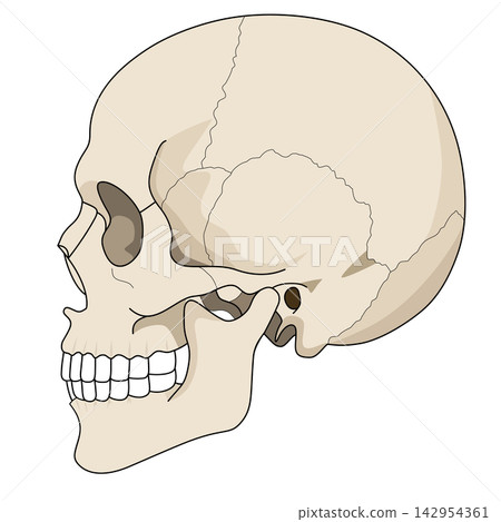 Human skull side view bone anatomy profile skeleton medical diagram halloween structure sticker print visual graphic clipart artwork design icon element illustration 142954361