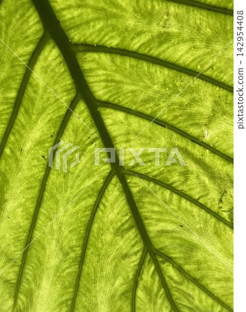 Leaf vein Leaf vein 142954408