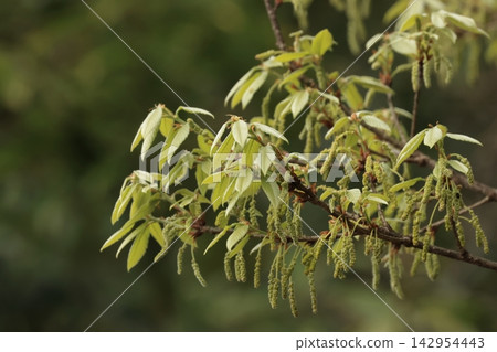 春天,樹林裡的橡樹長出了嫩葉,開了花。 春天,樹林裡的橡樹長出了嫩葉,開了花。 142954443