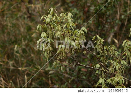 In spring, the young leaves and flowers of the oak trees have sprouted in the grove. In spring, the young leaves and flowers of the oak trees have sprouted in the grove. 142954445