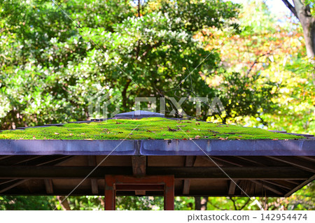 苔蘚覆蓋的屋頂，大池湖，城山公園，桶川市 142954474