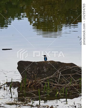 翠鳥站在水邊 翠鳥站在水邊 142954703
