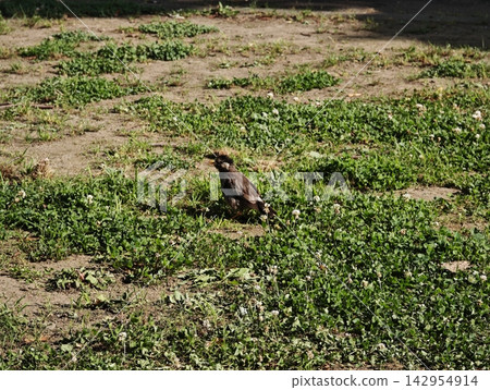 A small bird in the sunlight A small bird in the sunlight 142954914