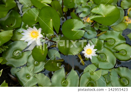 Water lily. White water lilies blossom amidst vibrant green leaves in tranquil pond Water lily. White water lilies blossom amidst vibrant green leaves in tranquil pond 142955423