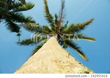Coconut palm. Coconut palm reaches towards bright blue sky in lush environment Coconut palm. Coconut palm reaches towards bright blue sky in lush environment 142955428