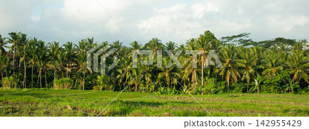 Rice. Rice plants grow vibrantly in expansive paddy fields under a bright sky Rice. Rice plants grow vibrantly in expansive paddy fields under a bright sky 142955429