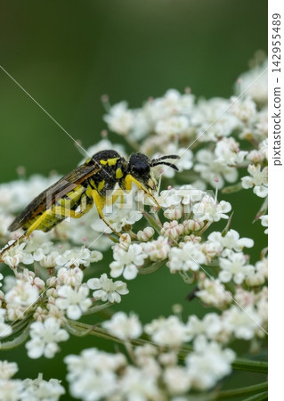 Macro shot of a yellow Tenthredo brevicornis sawfly, Tenthredinidae, resting on delicate white cow parsley flowers in a lush green meadow Macro shot of a yellow Tenthredo brevicornis sawfly, Tenthredinidae, resting on delicate white cow parsley flowers in a lush green meadow 142955489