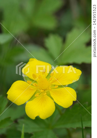Bright yellow flower of Potentilla reptans blossom with green leaf background in natural garden macro closeup view Bright yellow flower of Potentilla reptans blossom with green leaf background in natural garden macro closeup view 142955523
