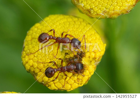 Macro view of red ants Myrmica rubra explore vibrant yellow button Tansy flower blossom in green garden natural meadow wild scene Macro view of red ants Myrmica rubra explore vibrant yellow button Tansy flower blossom in green garden natural meadow wild scene 142955527