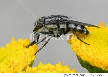 Close-up of a Stomorhina lunata fly resting on a bright yellow flower in a natural garden environment outdoor Close-up of a Stomorhina lunata fly resting on a bright yellow flower in a natural garden environment outdoor 142955536