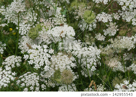 Abundant White Wild Carrot, Daucus carota Umbel Flowers with Green Foliage in a Lush Outdoor Environment, Close-Up View of Blooms Abundant White Wild Carrot, Daucus carota Umbel Flowers with Green Foliage in a Lush Outdoor Environment, Close-Up View of Blooms 142955543