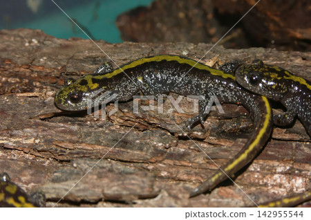 Closeup on a juvenile North American longtoed salamander, Ambystoma macrodactylum on a piece of wood Closeup on a juvenile North American longtoed salamander, Ambystoma macrodactylum on a piece of wood 142955544