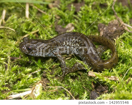 Closeup on an endemic Endangered juvenile Japanese Oita Salamander , Hynobius dunni posed on green moss Closeup on an endemic Endangered juvenile Japanese Oita Salamander , Hynobius dunni posed on green moss 142955546