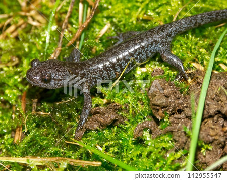 Closeup on a spotted juvenile endemic Japanese Hynobius lichenatus salamander posed on green moss Closeup on a spotted juvenile endemic Japanese Hynobius lichenatus salamander posed on green moss 142955547