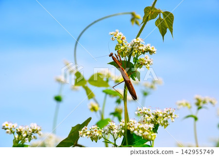 A praying mantis on a buckwheat flower A praying mantis on a buckwheat flower 142955749