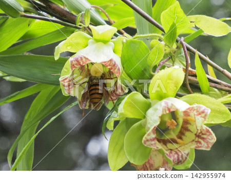 Codonopsis lanceolata relies on wasps for pollination. Codonopsis lanceolata relies on wasps for pollination. 142955974