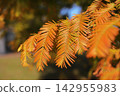 Autumn foliage of Metasequoia leaves 142955983