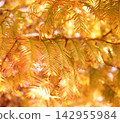 Autumn foliage of Metasequoia leaves 142955984