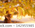 Autumn foliage of Metasequoia leaves 142955985