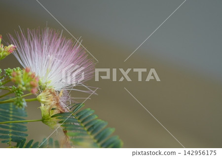 含羞草花的粉紅色花絲纖細美麗。 142956175