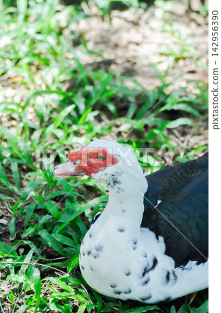 Muscovy Duck or white and black duck Muscovy Duck or white and black duck 142956390