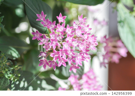 Pentas lanceolata , Egyptian star cluster or RUBIACEAE or Egyptian starcluster or Starflower or pink flower Pentas lanceolata , Egyptian star cluster or RUBIACEAE or Egyptian starcluster or Starflower or pink flower 142956399